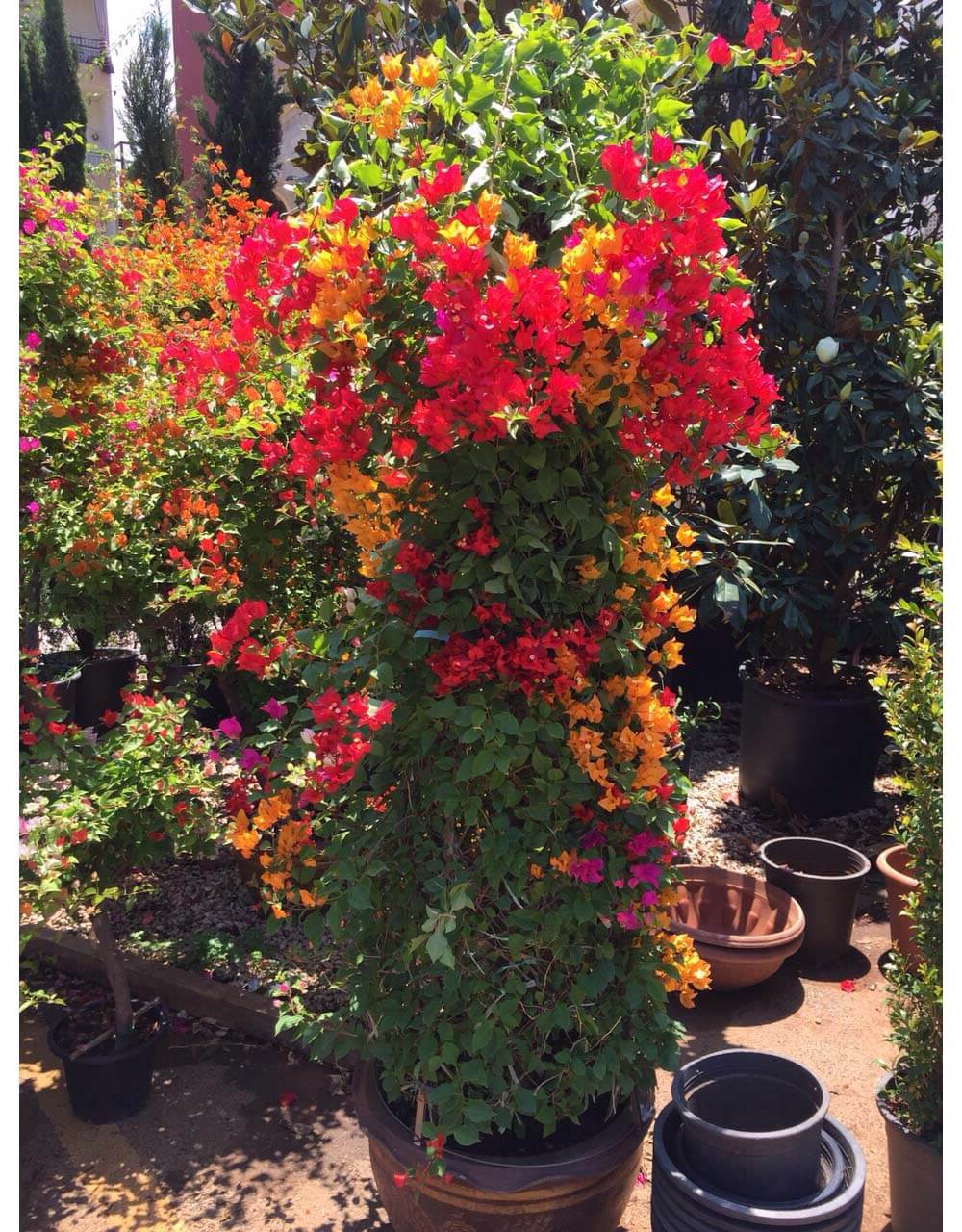 St Elie Flowers lebanon,Florists in lebanon, lebanon florists, flowers in lebanon, lebanon flowers, flower shops in lebanon, lebanon flower shops, send flowers in lebanon, wedding flowers in lebanon, lebanon wedding flowers, wedding bouquets in lebanon, bridal bouquets in lebanon, brdie bouquet in lebanon, roses in lebanon, tulips in lebanon, flower arrangements in lebanon, baby flower arrangement in lebanon, new born flower arrangements in lebanon, flower gifts in lebanon, birthday flower arrangement in lebanon, valantines roses in lebanon, valentines flower arrangements in lebanon, valentine gifts in lebanon, flower shop in lebanon,plants nursery in lebanon, landscaping in lebanon, Nursry plants, flowers, landscaping, wedding flowers, bouquets for all occasions, valentines roses, mothers day roses, newly born baby flowers, plants in pots, plants for the garden, money tree, bonsai tree